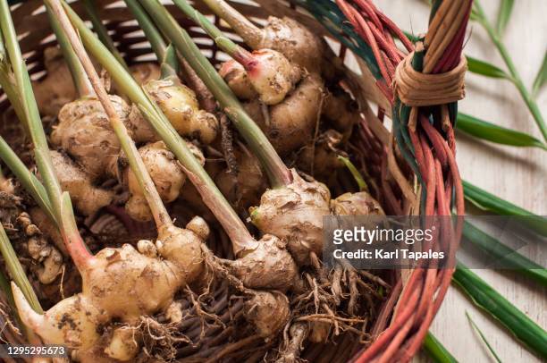 freshly harvested ginger on a basket indoors - ginger root stock pictures, royalty-free photos & images