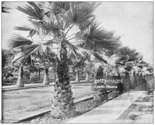 antique photograph: palm avenue, los angeles, california - vintage palm springs stock illustrations