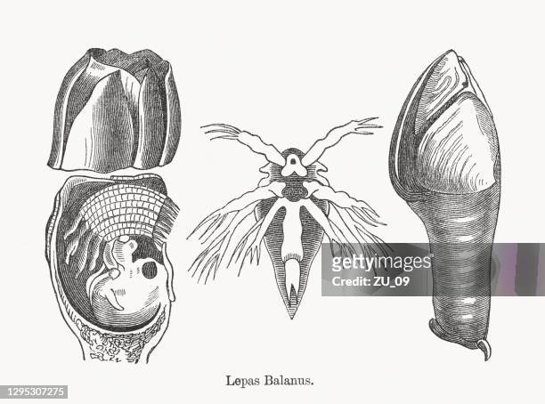 barnacle (lepas balanus), wood engravings, published in 1893 - barnacle stock illustrations