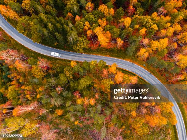 höstskog ovanifrån - sweden nature bildbanksfoton och bilder