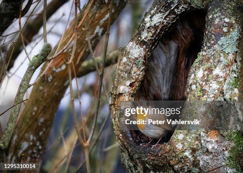 9,185 Animals That Live In Caves Photos and Premium High Res Pictures - Getty Images 9,185 Animals That Live In Caves Photos and Premium High Res Pictures - Getty Images