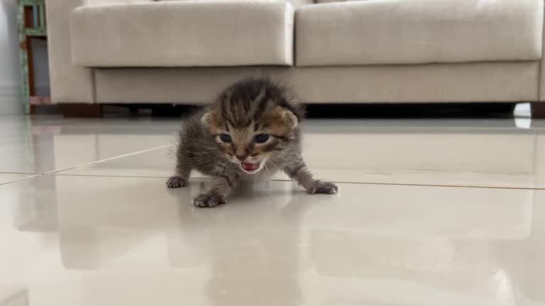 Mewewing 1,476 Cute Kittens Meowing Stock Videos, Footage, & 4K Video Clips ...