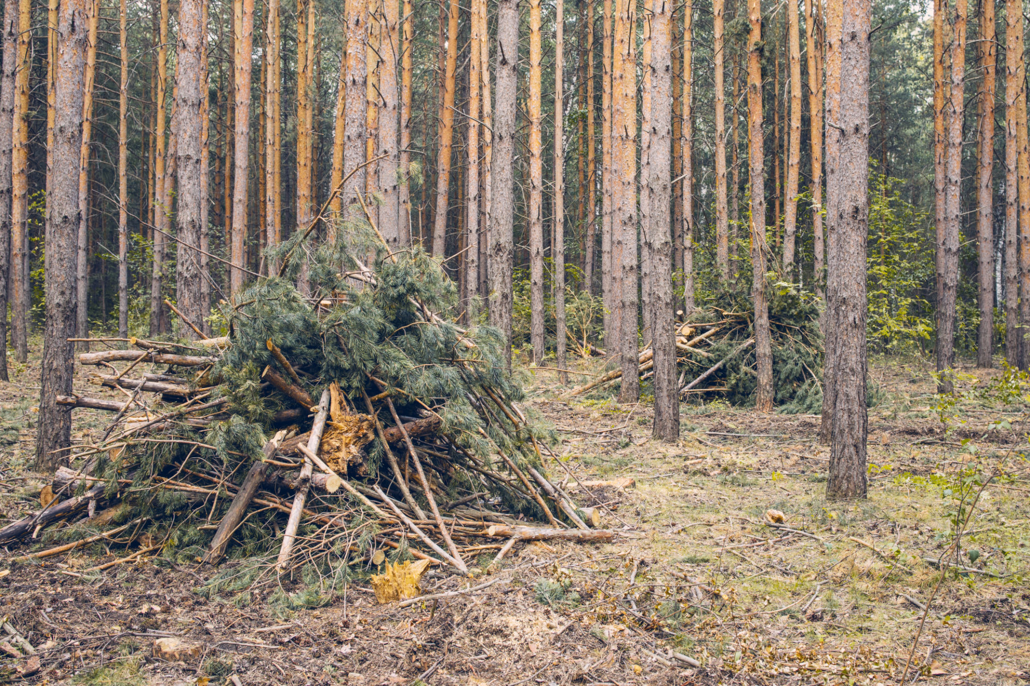 tree disposal
