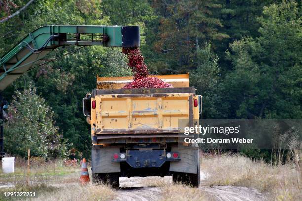 cranberry harvest conveyor is seen sifting cranberries into a truck for transport - cranberry harvest stock-fotos und bilder