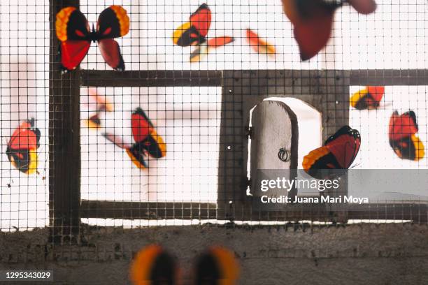 butterflies come out of an open cage.  conceptual image - drachenfliegen stock-fotos und bilder