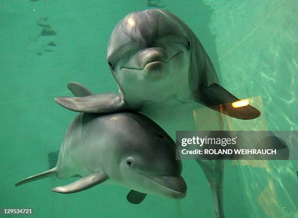 Baby bottlenose dolphin Doerte and her mother Delphi swim through their basin on October 18, 2011 at the zoo in Duisburg, western Germany. Doerte,...