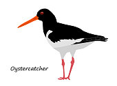 Oystercatcher isolated on white background. Vector illustration