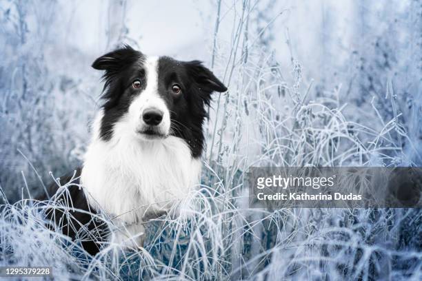 border collie in frosty meadow - dog cute winter stock pictures, royalty-free photos & images