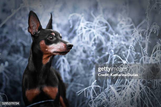 miniature pinscher in frosty meadow - miniature pinscher stock pictures, royalty-free photos & images