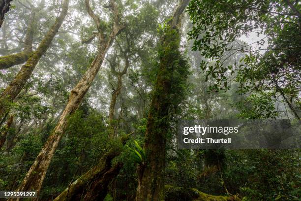 dosel de la selva tropical de los hayas antárticas en tullawallal - bosque primario fotografías e imágenes de stock