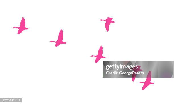 canada geese flying in formation - sequential series stock illustrations