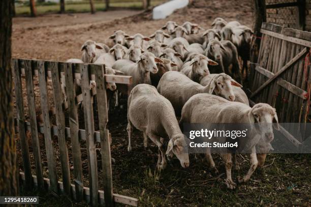 sheep walking into a stable - merino sheep stock pictures, royalty-free photos & images