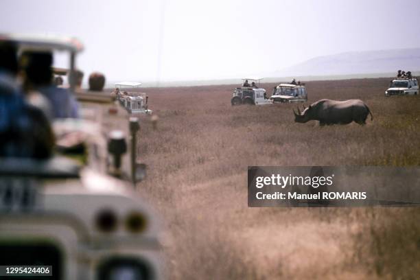 white rhino at ngorongoro - rinoceronte fotografías e imágenes de stock
