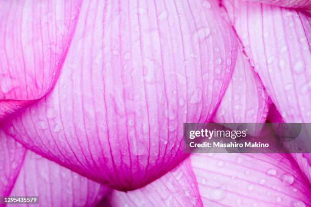 water drops on lotus flower petals - lotus foto e immagini stock