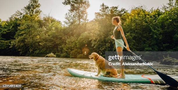 stehen sie auf und paddeln sie mit meinem hund - paddelbrett stock-fotos und bilder