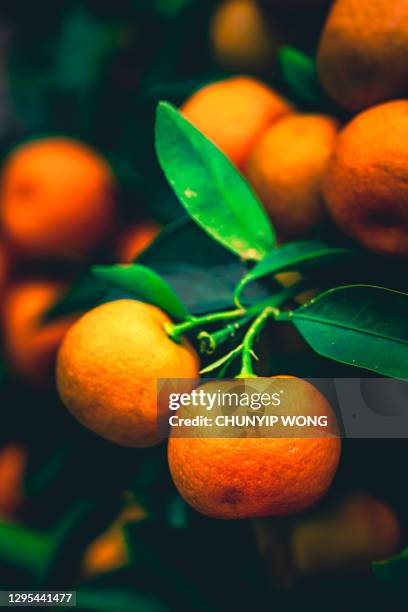 laranjas cítricas crescem em árvore - citrus grove - fotografias e filmes do acervo