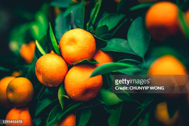 citrus oranges grow on tree - mandarine imagens e fotografias de stock