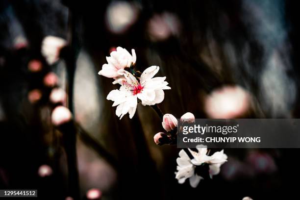 freshly flowered peach branch - apricot blossom stock pictures, royalty-free photos & images
