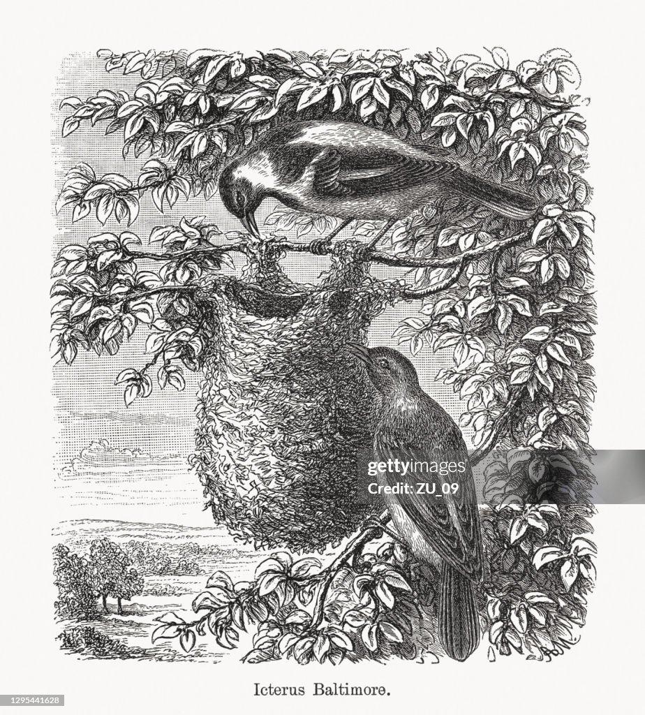 Oriole de Baltimore (Icterus galbula), grabado en madera, publicado en 1893