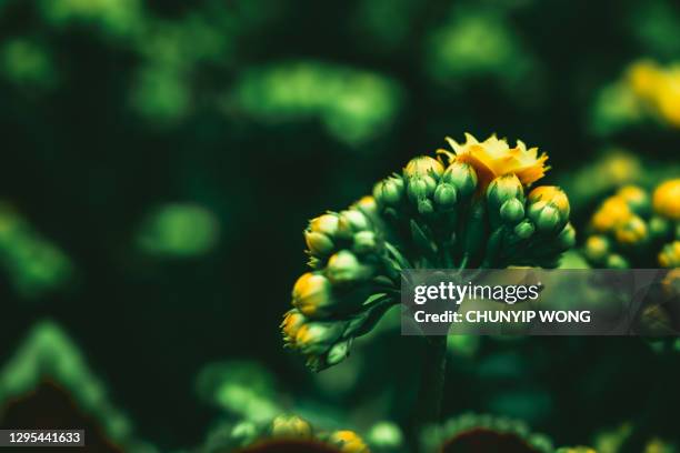 orange kalanchoe flower opening standing out from pink buds macro - bud opening stock pictures, royalty-free photos & images