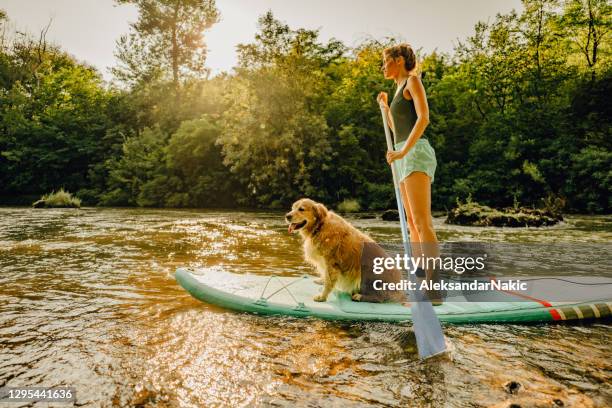 stå upp paddling med min hund - paddle boarding bildbanksfoton och bilder