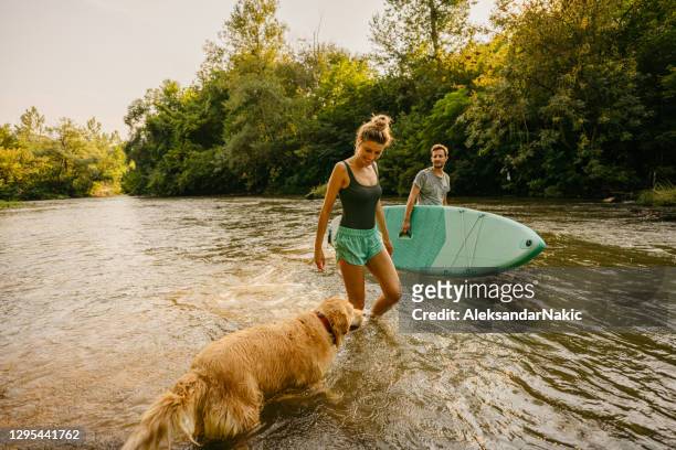 looking for our perfect paddling spot - surf dog competition stock pictures, royalty-free photos & images