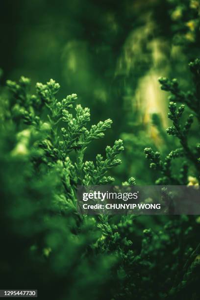 grünes blatt, natürlicher hintergrund - nadel pflanzenbestandteile stock-fotos und bilder