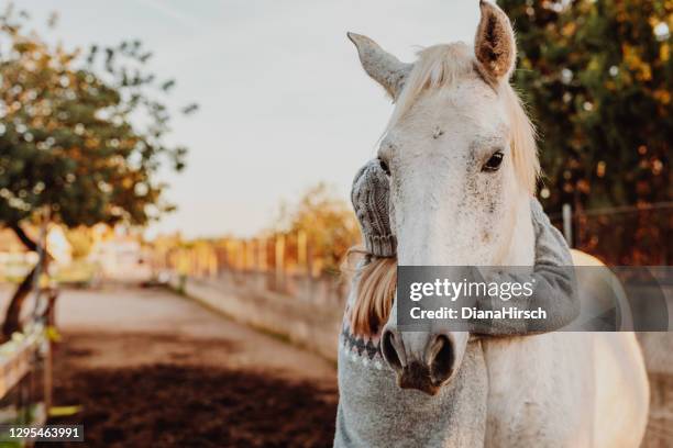 jeune fille blonde avec un chapeau de laine et un vieux pull d’hiver embrassant sa jument blanche dans l’écurie de cheval - jument photos et images de collection