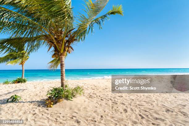 palm trees on an empty white sand beach - kuba strand stock-fotos und bilder