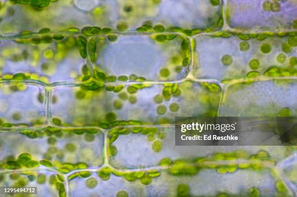 green plant cells with chloroplasts--photosynthetic cells performing photosynthesis, 250x - chloroplasten stock-fotos und bilder