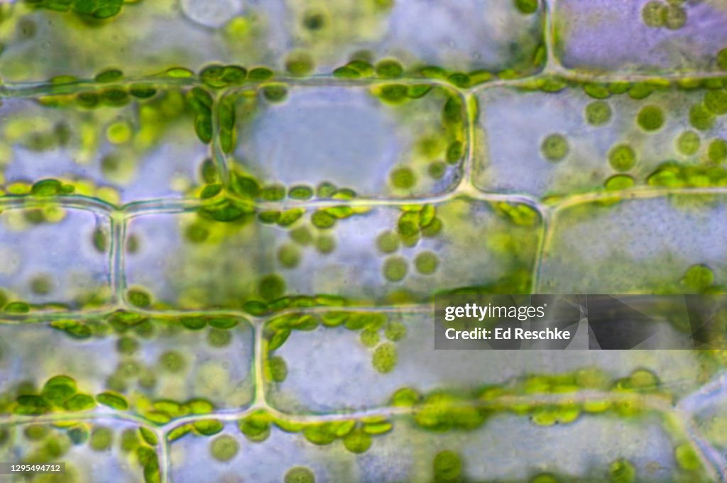 GREEN PLANT CELLS WITH CHLOROPLASTS--PHOTOSYNTHETIC CELLS performing PHOTOSYNTHESIS, 250X