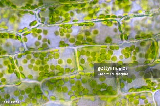 green plant cells with chloroplasts--photosynthetic cells engaged in photosynthesis, 250x - chloroplasten stock-fotos und bilder