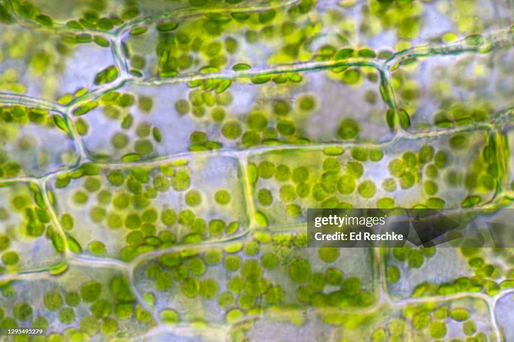 GREEN PLANT CELLS WITH CHLOROPLASTS--PHOTOSYNTHETIC CELLS engaged in PHOTOSYNTHESIS, 250X