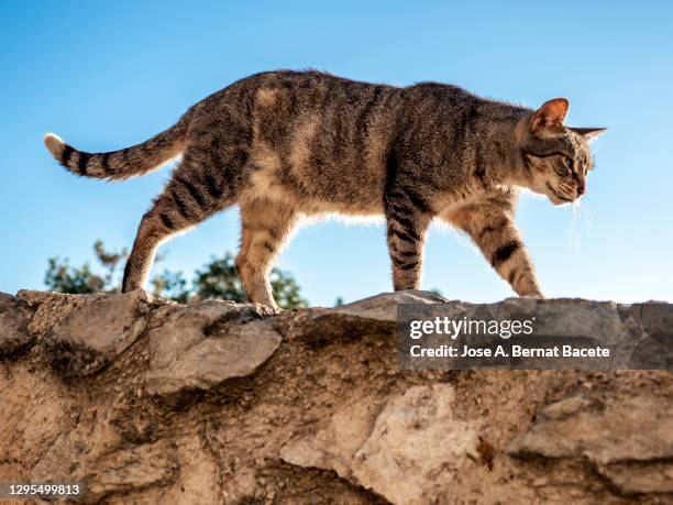 stray cat climbing and walking up a wall on the street. - cat walking stock pictures, royalty-free photos & images