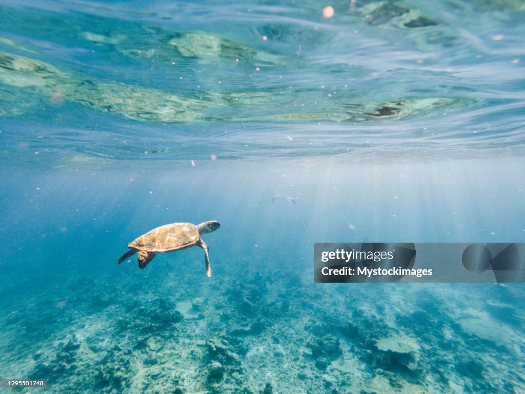 Underwater shot of green turtle swimming