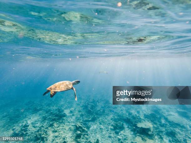 underwater shot of green turtle swimming - endangered species stock pictures, royalty-free photos & images