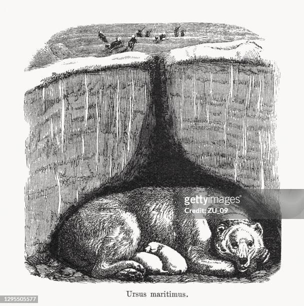 polar bear (ursus maritimus), wood engraving, published in 1893 - animal den stock illustrations