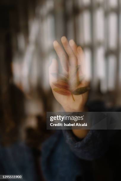 woman´s hand on a glass window holding some autumn leaves - zu hause bleiben redewendung stock-fotos und bilder