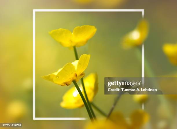 closeup of yellow meadow buttercup flowers - buttercup stock pictures, royalty-free photos & images