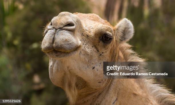 dromedary portrait - dromedary camel bildbanksfoton och bilder