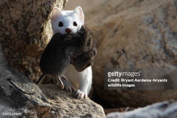 captured - ermine stock pictures, royalty-free photos & images