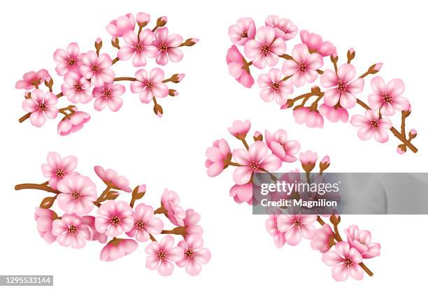 sakura blossom vector set - japanese tree drawing stock illustrations