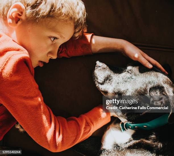 boy and dog are face-to-face on a sofa - boy lying dead stockfoto's en -beelden
