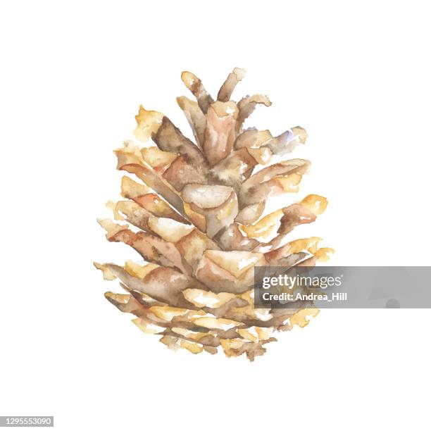 pine cone watercolor painting. from a red pine tree. vector eps10 illustration - pine cone stock illustrations