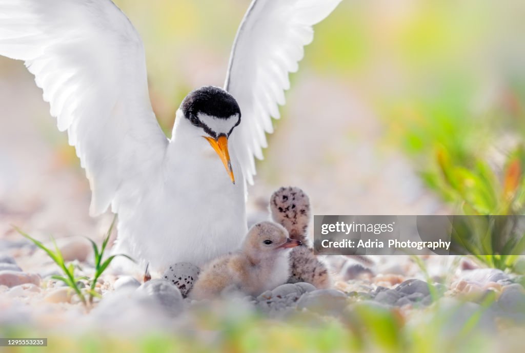 Least Tern family