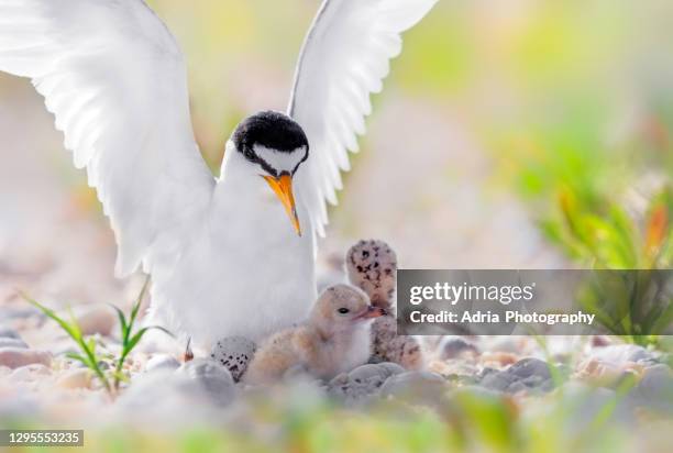 least tern family - animal family stock pictures, royalty-free photos & images