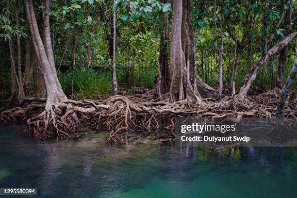 mangrove trees roots above and below the water - racine terre photos et images de collection