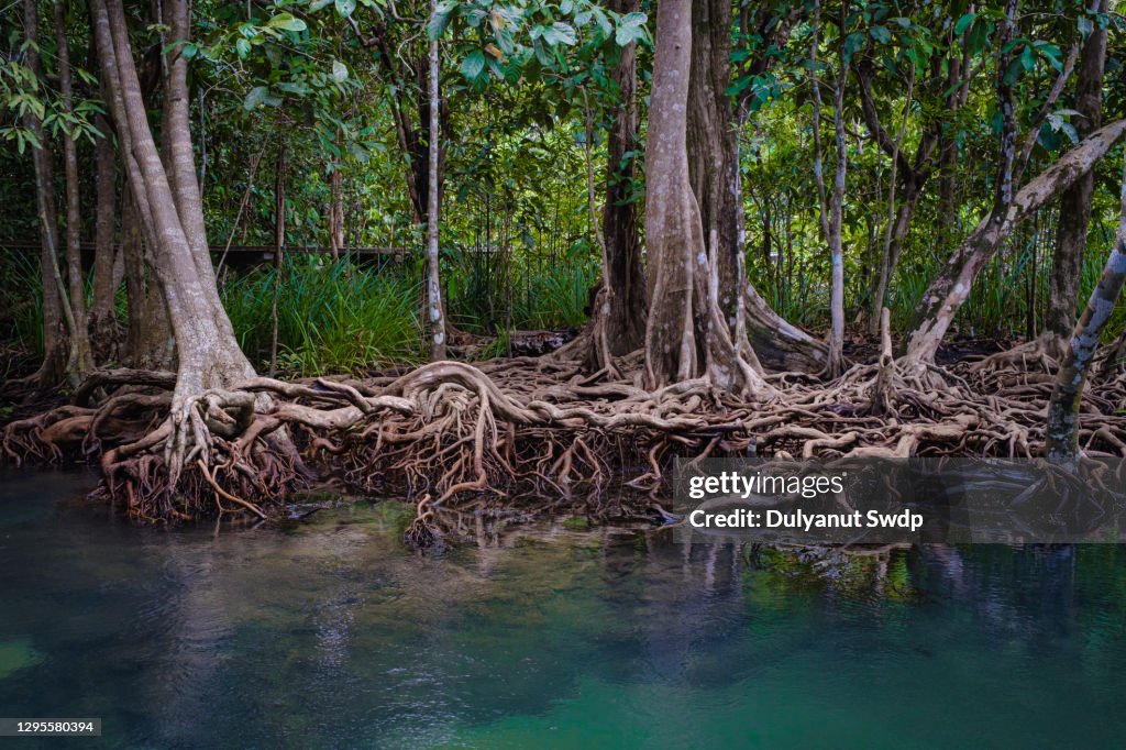 Mangrove trees roots above and below the water