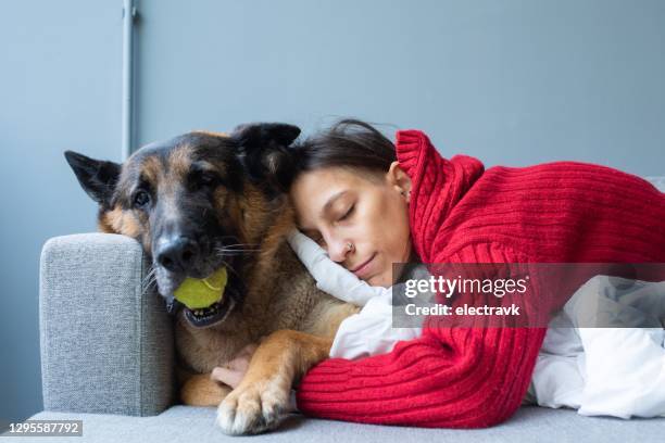 snuggling time for adopted german shepherd and its human - mid winter ball imagens e fotografias de stock