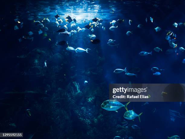 fishes under the water - marine aquarium foto e immagini stock